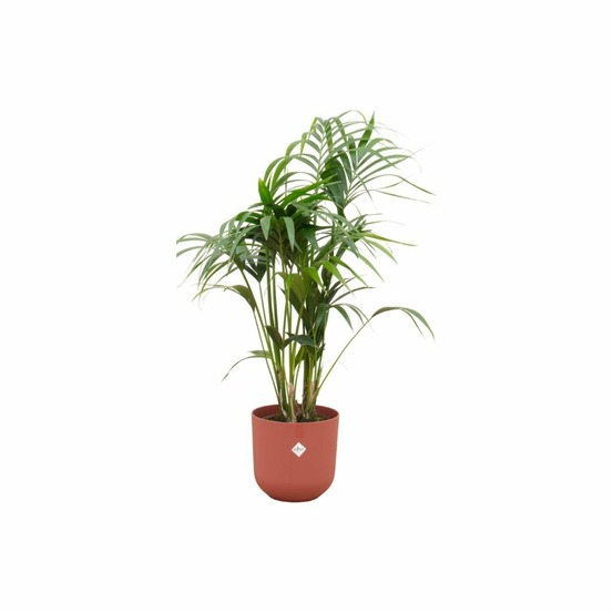 Palmier kentia 160cm et son pot rouge 26cm - hauteur 160cm