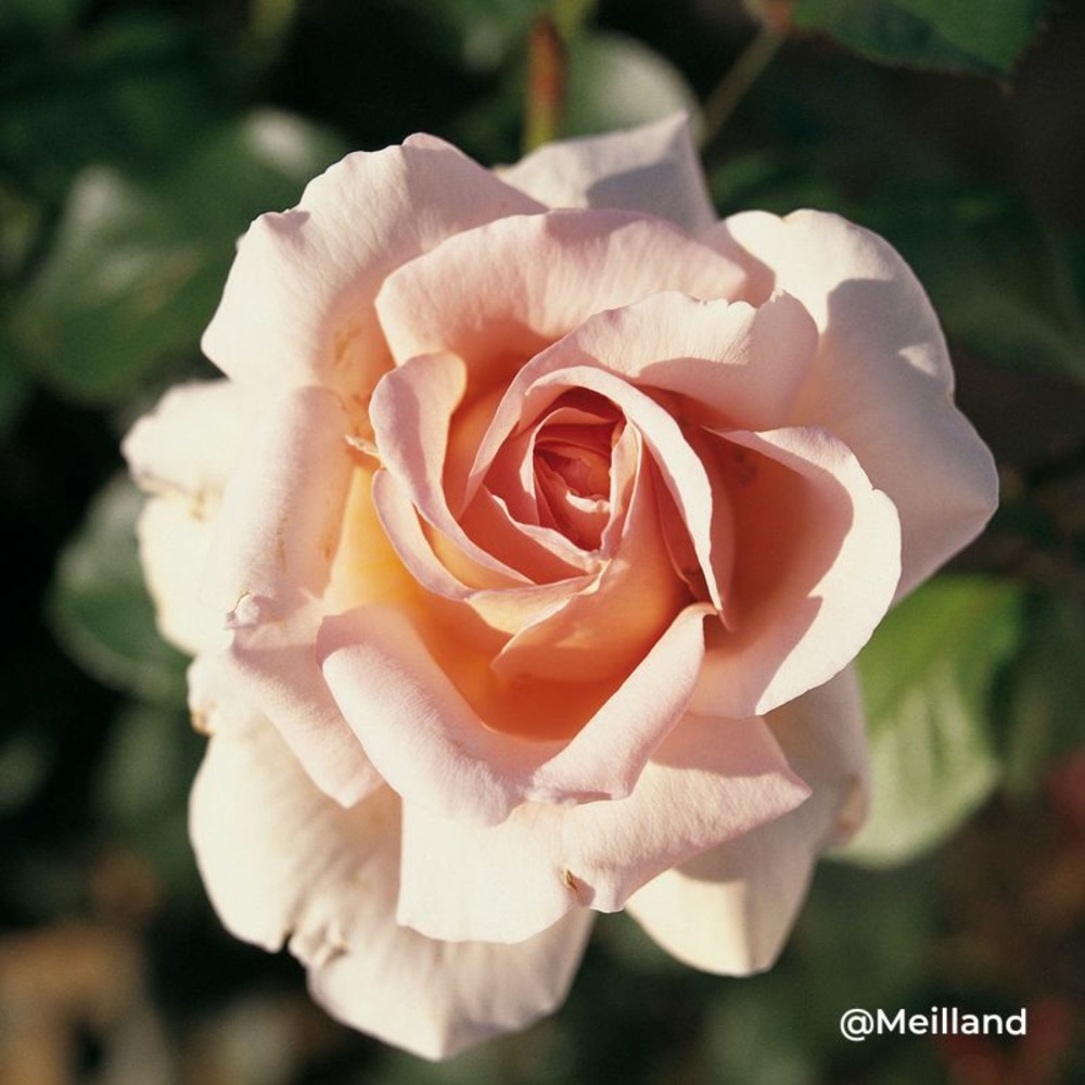 Rosier 'andre le nôtre' ® (rosa 'andre le nôtre' ®)