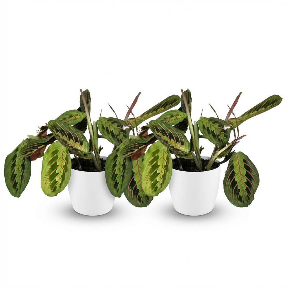 Maranta fascinator tricolour - pet-friendly - pot de 12cm - hauteur 25cm