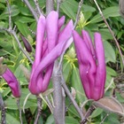 Magnolia x susan : 15 l (pourpre violet)