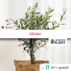 11 x olivier en pot de 3 l