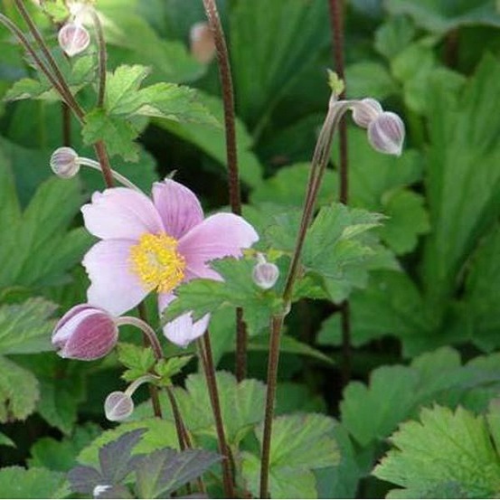 6 x anémone du japon 'september charm' - anemone hupehensis 'september charm' - godet 9cm x 9cm