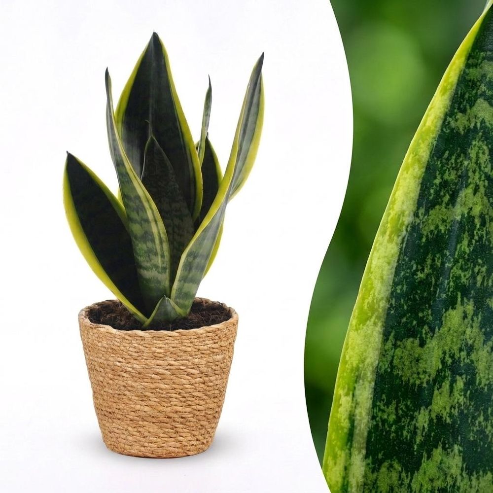 Sansevieria futura superba - langue de belle-mère - pot de 12cm