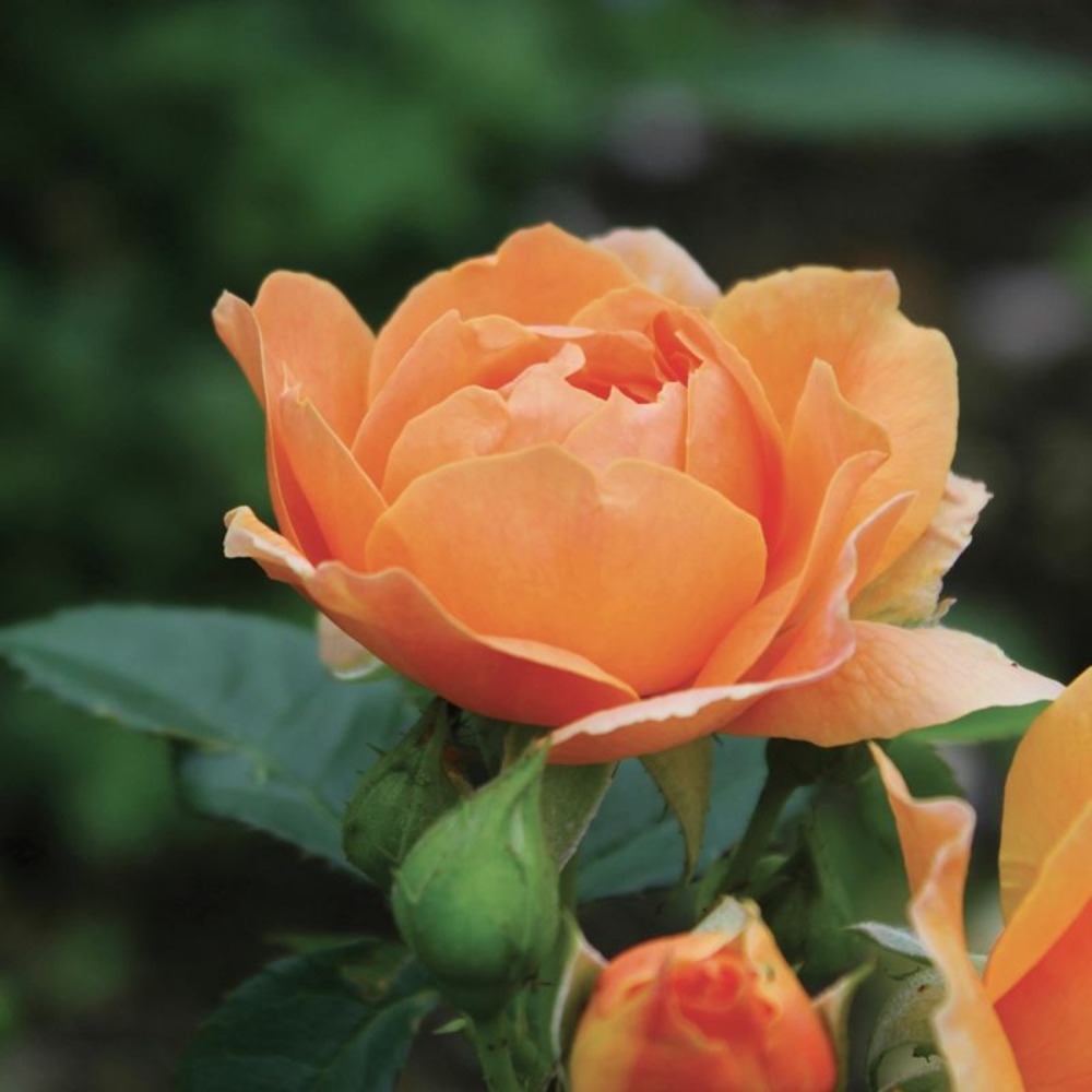 Rosier 'abbaye de cluny' ®