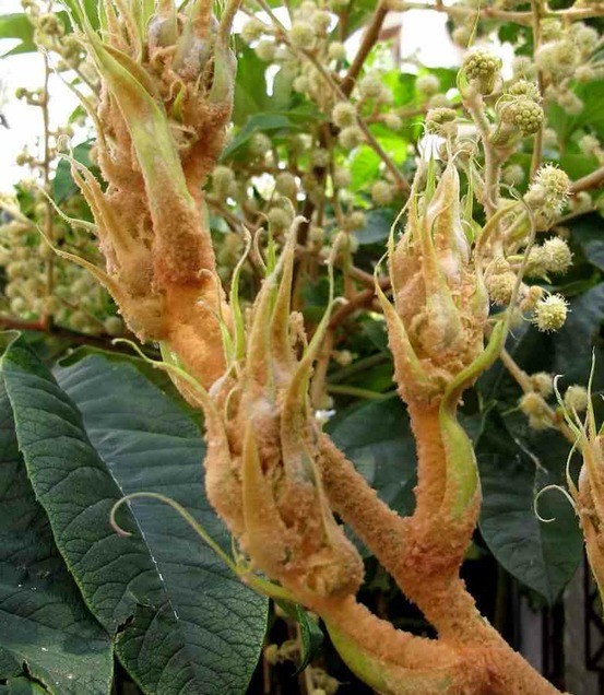 Tetrapanax papyrifer (arbre à papier de riz) pot de 5 litres ? 40/60 cm