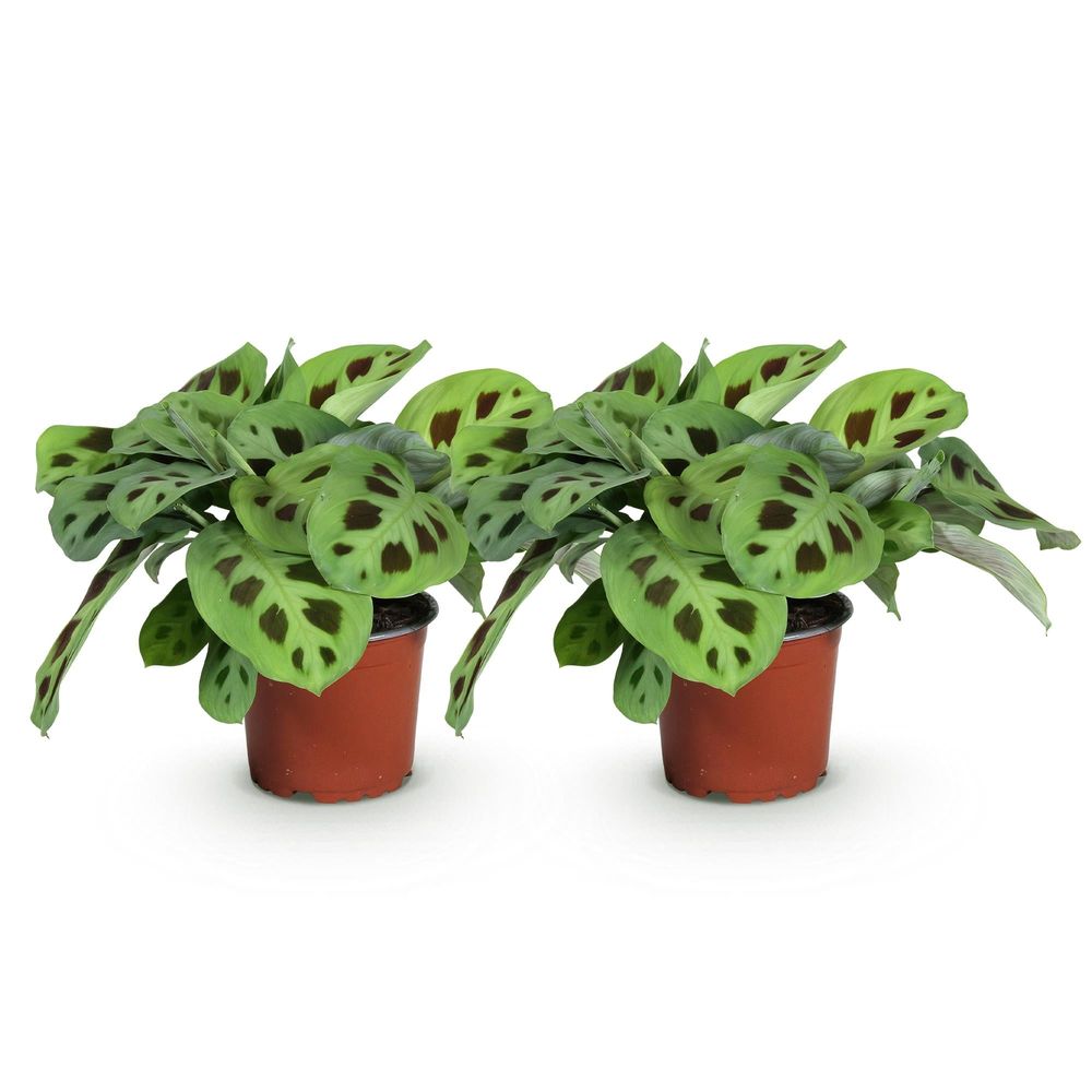 Maranta fascinator kerchoveana - plante de prière - pot de 12cm - hauteur 30-35cm