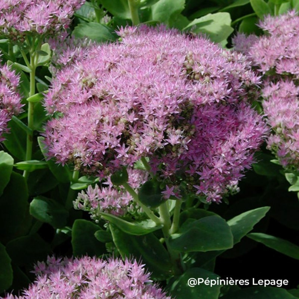 3 orpins remarquable 'carmen' (sedum spectabile 'carmen')