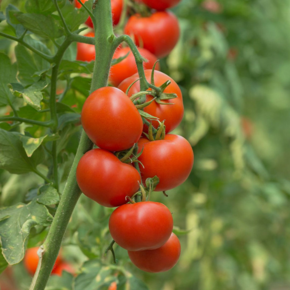 Plant tomate crimson crush f1 pot 10,5cm resistant mildiou