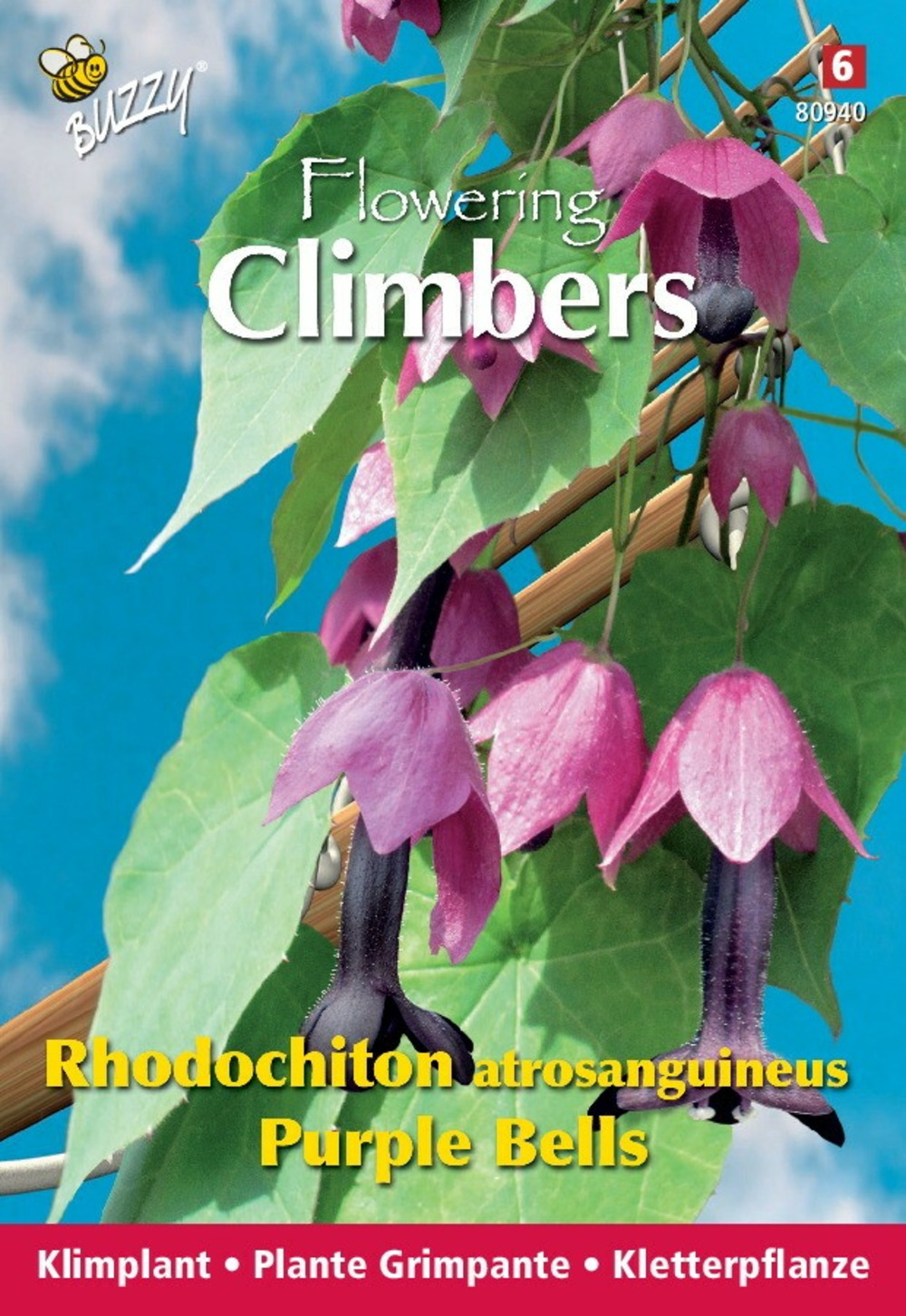 Buzzy climbing flowers, rhodochtion violets - ca. 10 graines (livraison gratuite)