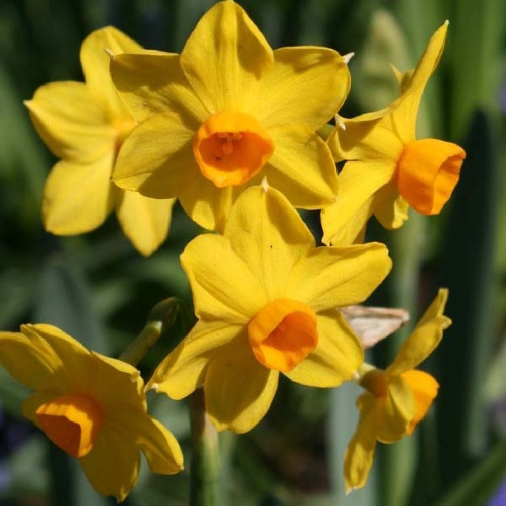 Narcisse 'grand soleil d or' bulbe calibre 14+ (par 10)