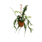 Plante d'intérieur - epiphyllum anguliger 35.0cm