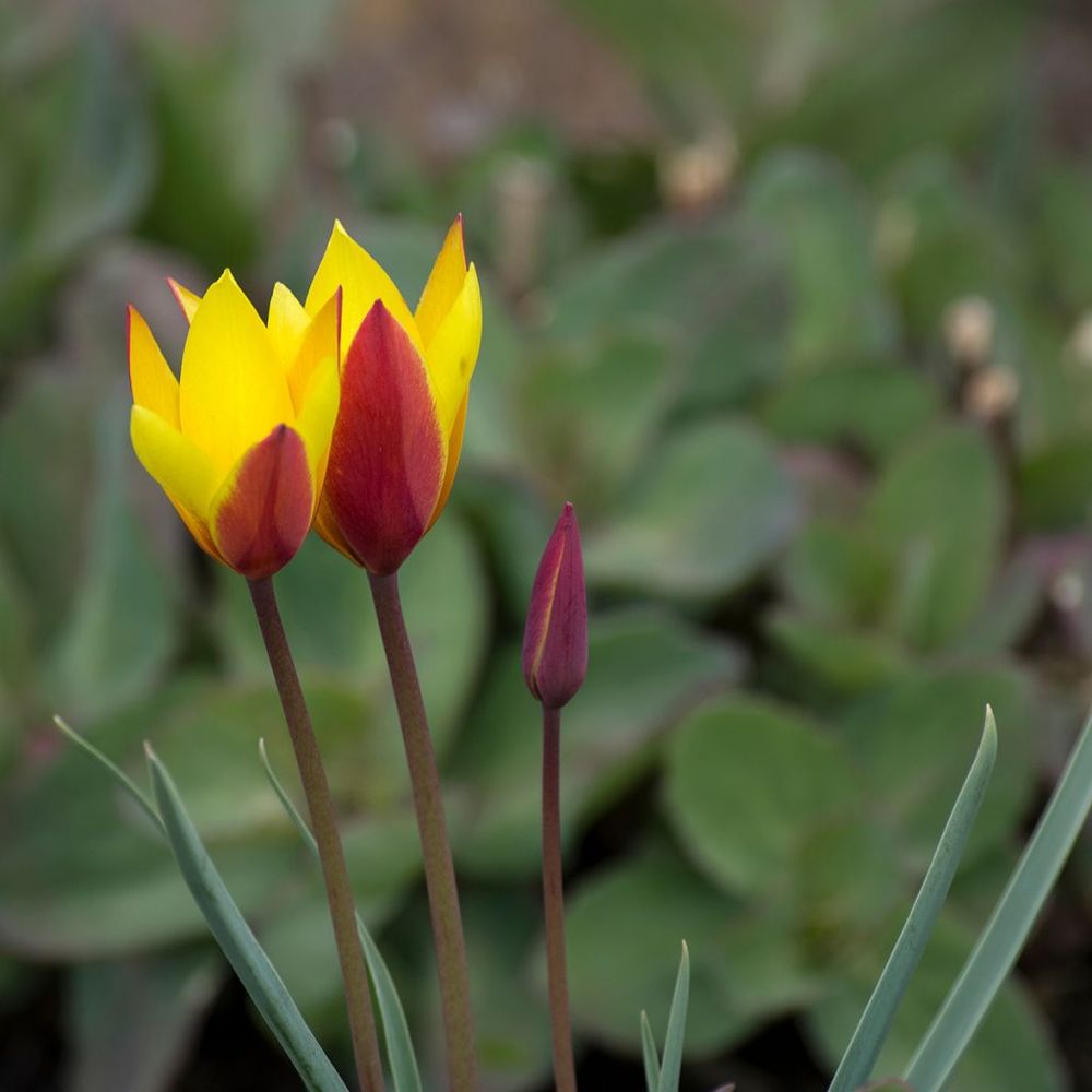 Tulipe botanique 'chrysantha' bulbe calibre 6+ (par 20)
