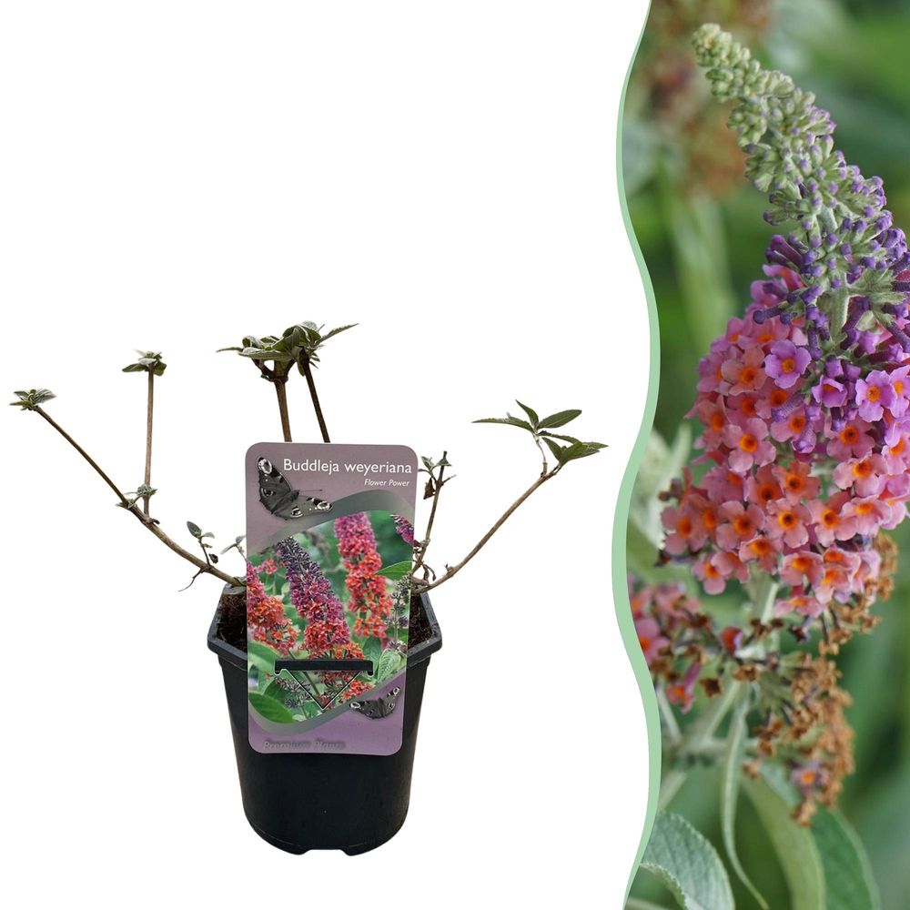 Arbre aux papillons 'flower power' - pot 17 cm - hauteur 30 cm - plante d'extérieur