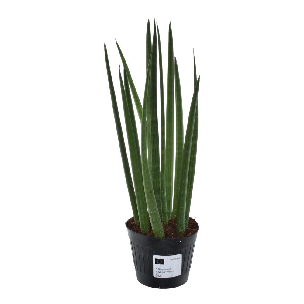 Sansevieria - plantes d'intérieur