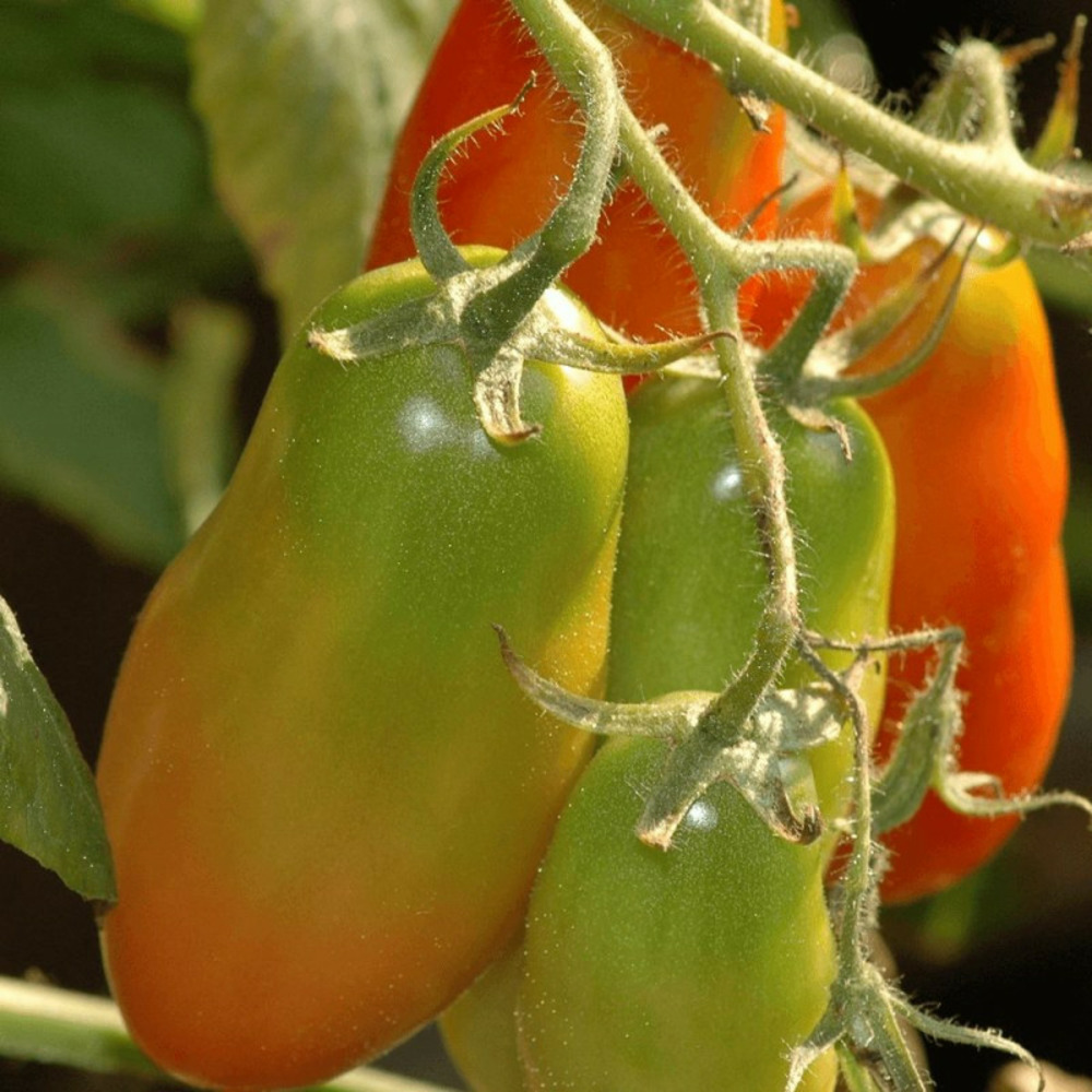 Plant de tomate cornue des andes lot de 3 godets