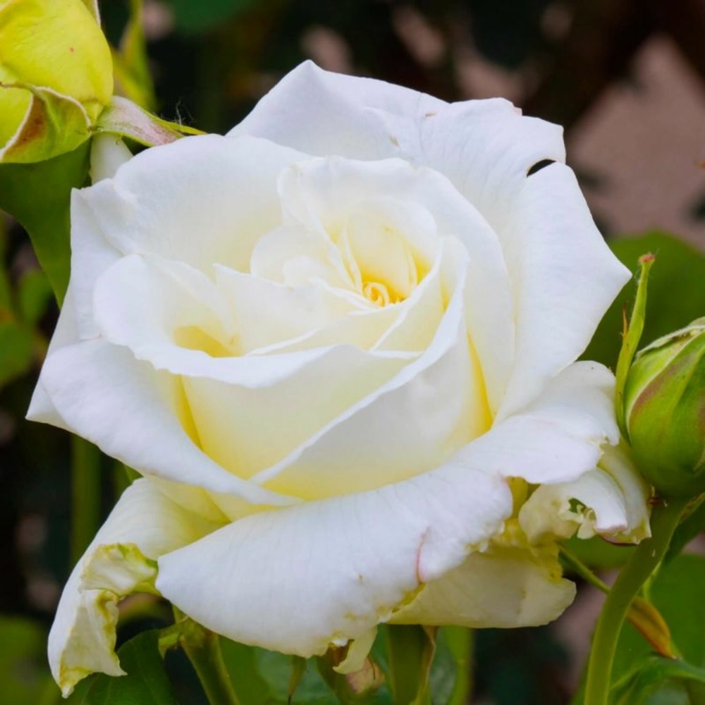 Rosier 'jean paul ll'