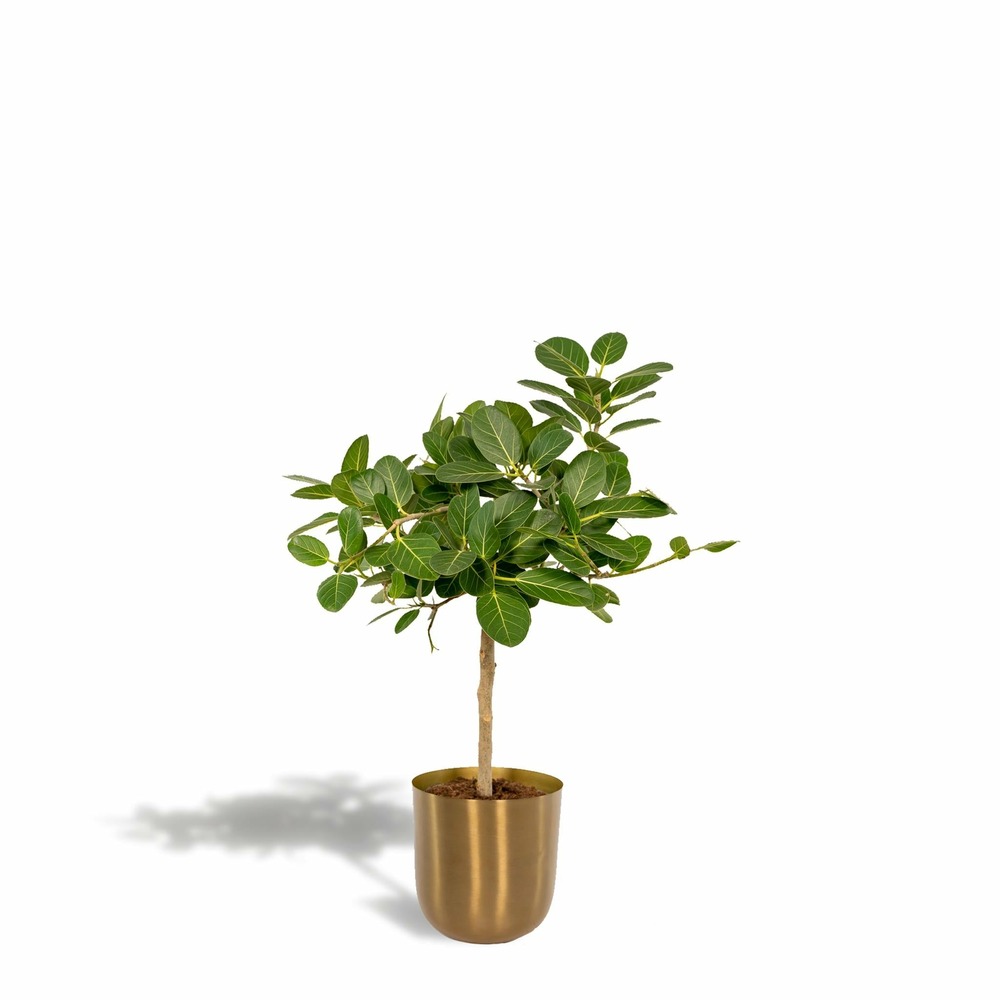 Ficus benghalensis et son cache-pot doré - h90cm, ø21cm - grande plante d'intérieur