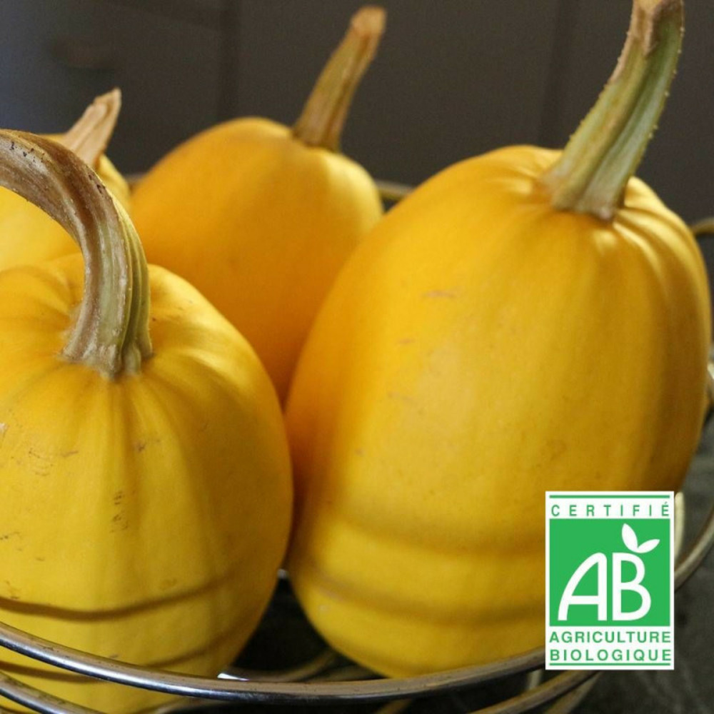 Graines de courgette vegetable spaghetti - sans traitement sachet