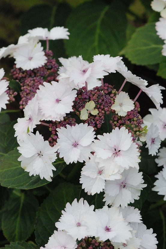 Hortensia macrophylla 'koria' ? - en pot de 5 litres