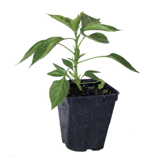 Plant de poivron mini arwen f1 pot 0,5 l