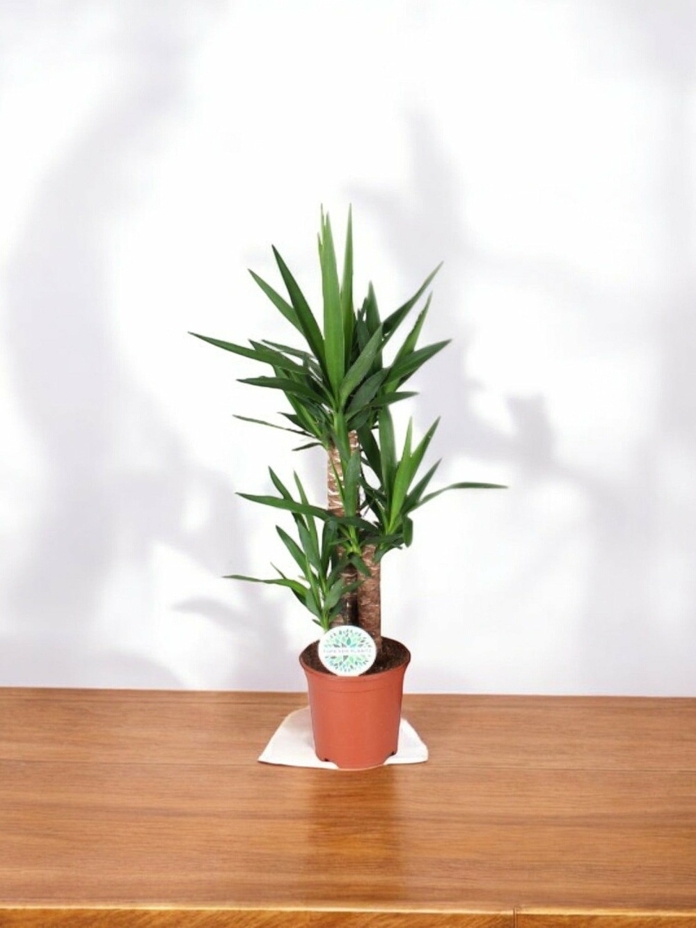 Yucca elephantipes 90cm - plante d'intérieur