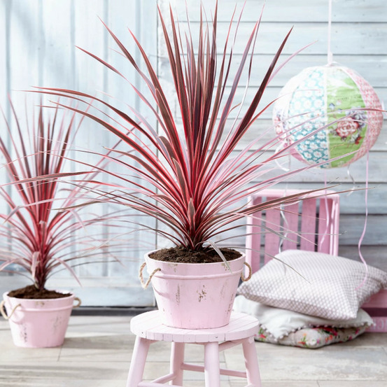 Cordyline australe charly boy pot de 4l - 40/60 cm