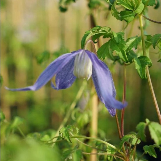 Clématite des alpes - clematis alpina 3l