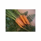 Graines de carotte nantaise améliorée -3 gros grammage