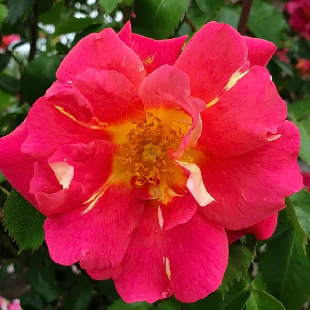 Rosier grimpant bajazzo pétale rose en pot 3l