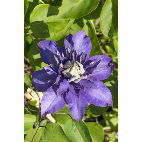 Lot de 3 - clematis multi bleu - h65 cm - ø15 cm