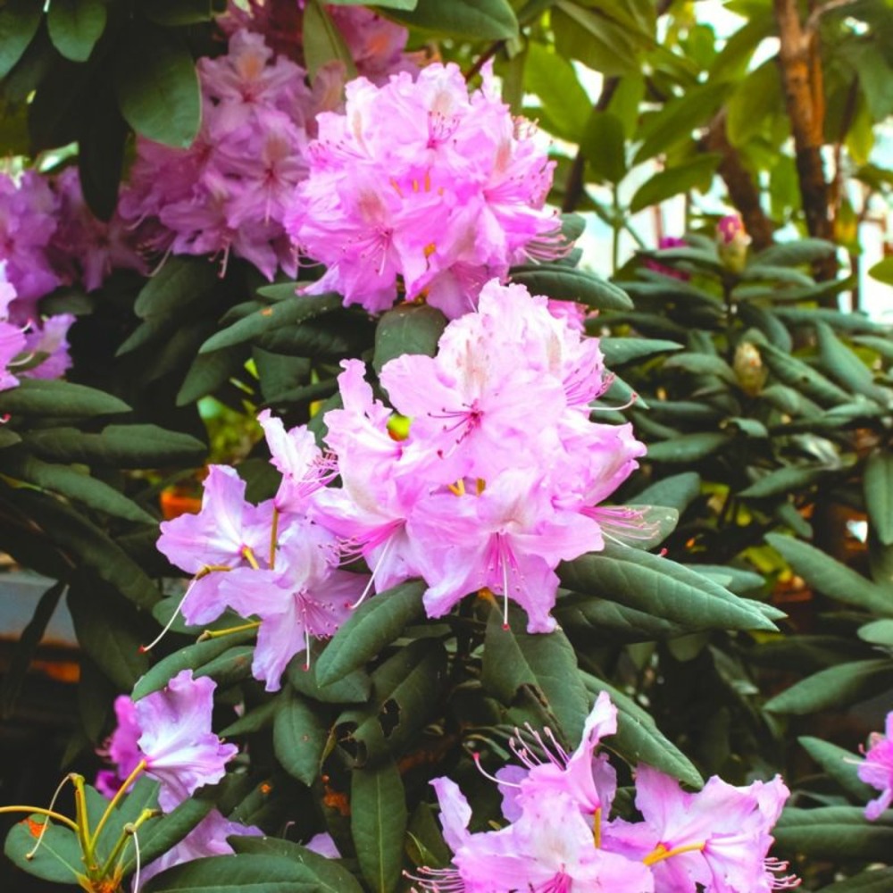 Rhododendron 'bouquet de flore' (rhododendron 'bouquet de flore')