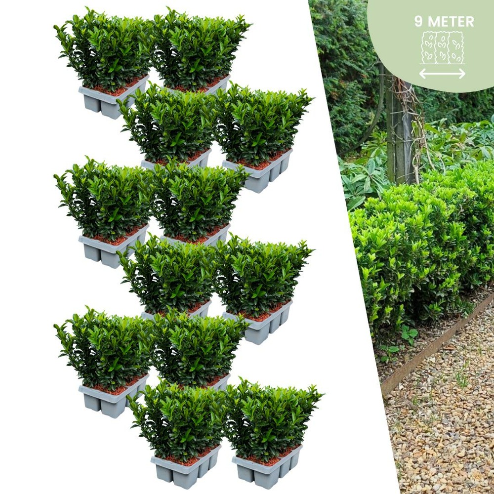 72 plantes euonymus 'green spire'