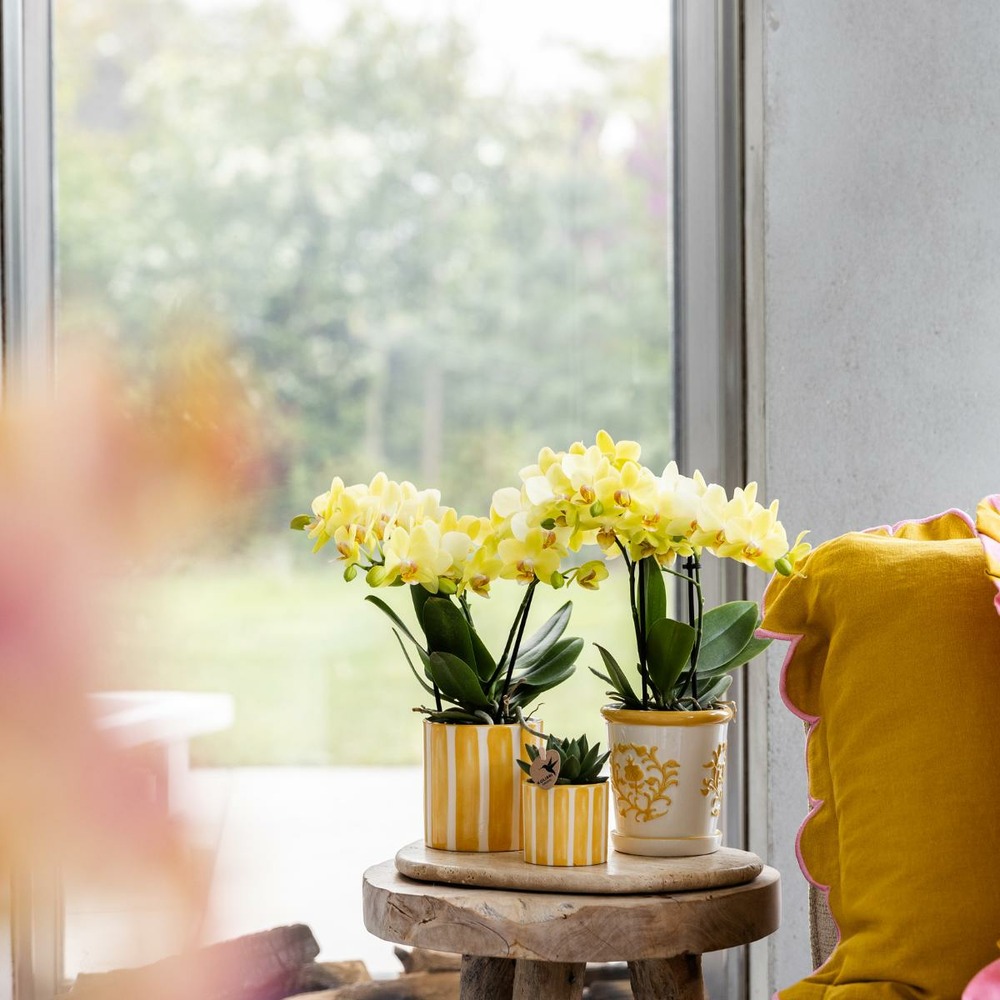 Orchidée phalaenopsis & echeveria en pot rayé decoratif