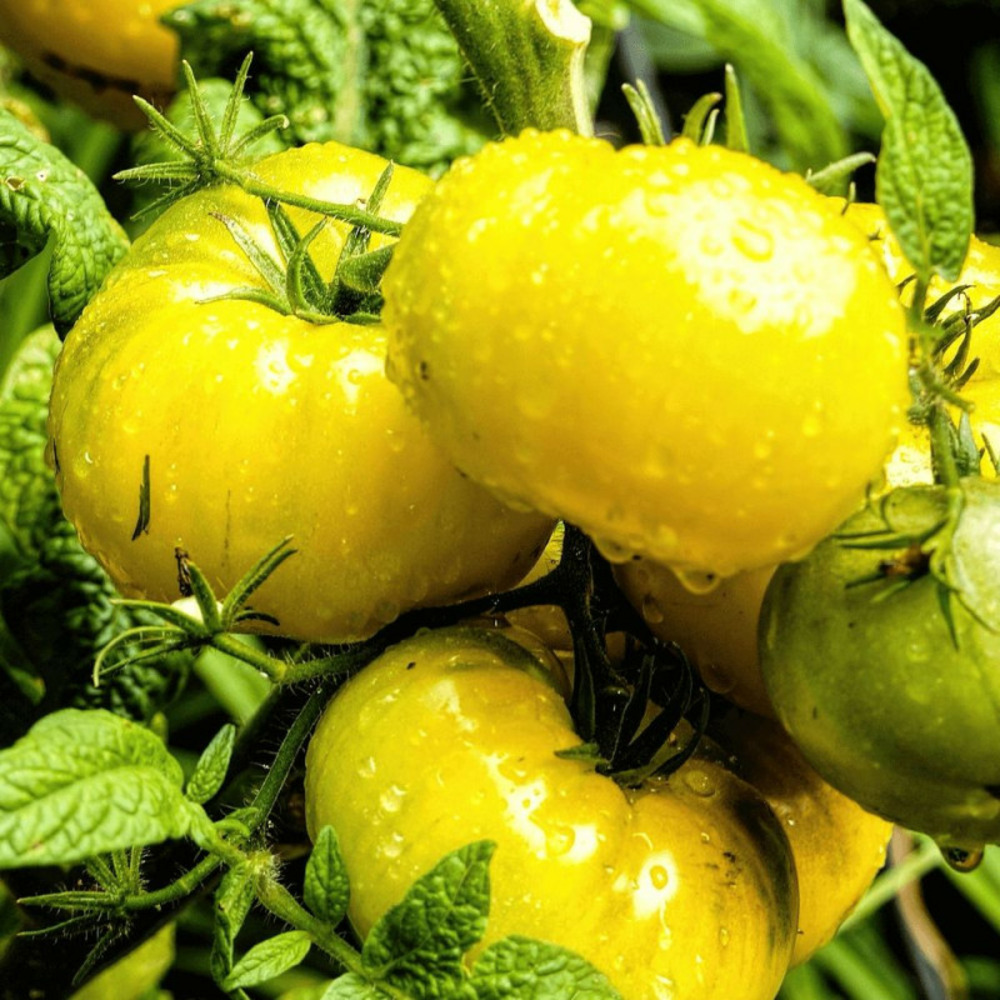 Plant de tomate lemon boy godet