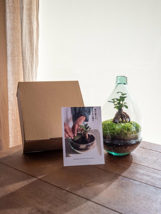 Kit terrarium diy - cortica