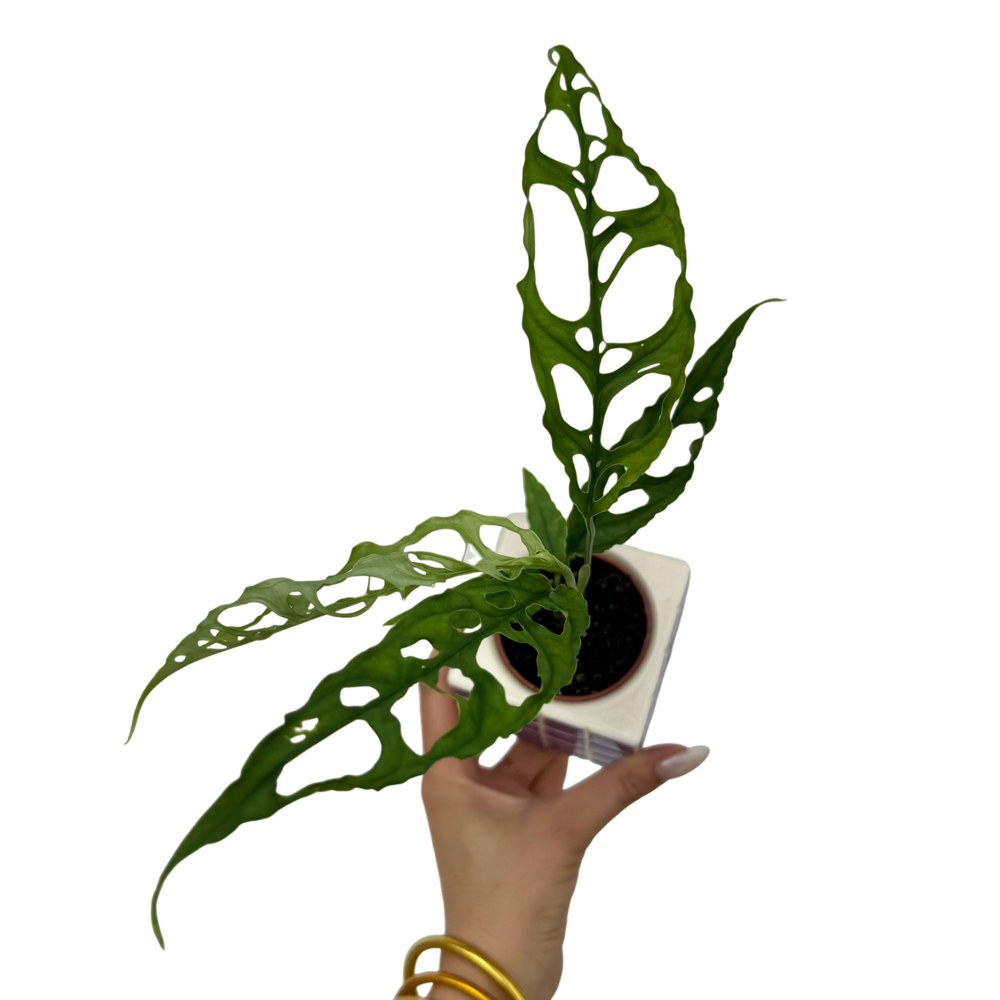 Monstera obliqua peru - pot de 6cm