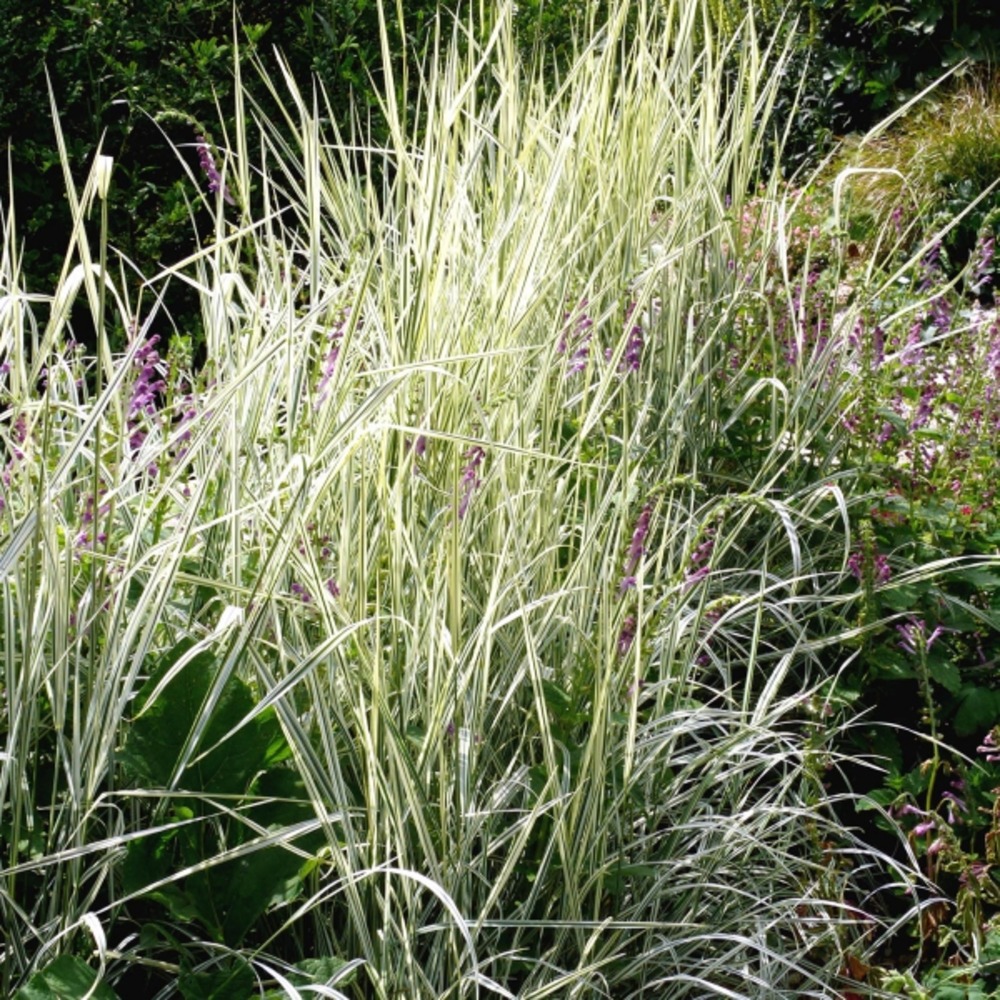 Arrhenatherum elatius ssp. Bulbusom 'variegatum' godet de 8/9 cm