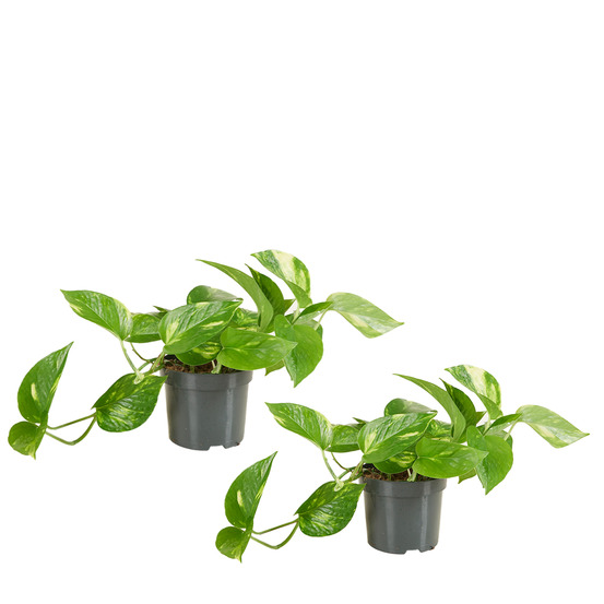 Lot de 2 - scindapsus aureum - pothos doré - plante suspendue - h. 10-20 cm - p. 12 cm