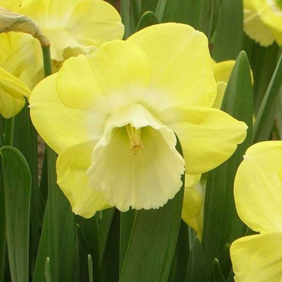 Narcisse 'avalon' bulbe calibre 12+ (par 5)