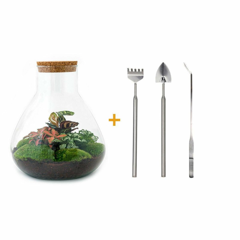 Kit terrarium diy - samos sans led calathea + fittonia rouge et verte - pelle + rateau + pince