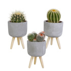 3x cactus mix - plante d'intérieur - gris - pot béton sur 3 pieds - ⌀8.5 cm - ↕15-20 cm