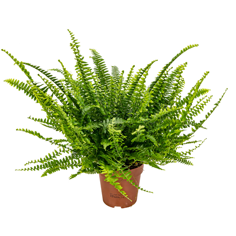 Nephrolepis green lady - fougère de boston - plante d’intérieur - 20-30 cm de haut - pot 12 cm