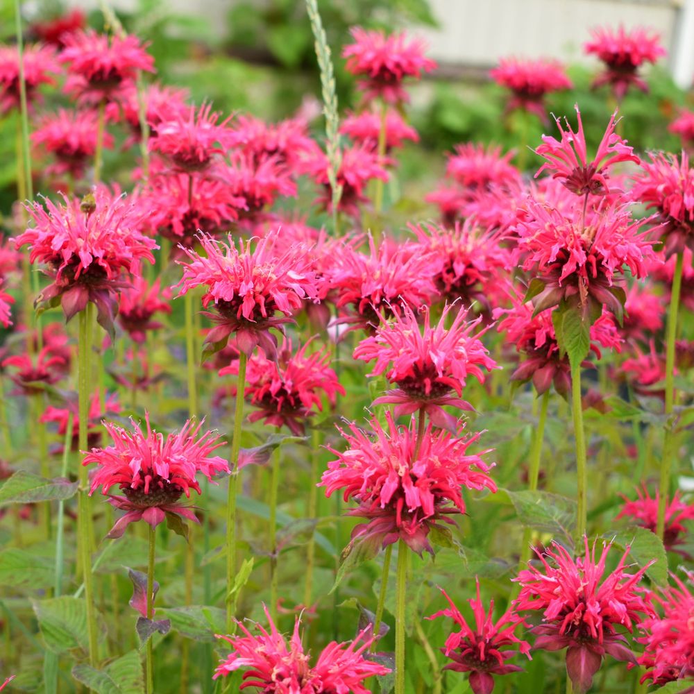 10 Racines Astilbe Vivaces XXL – Mélange 5 Couleurs (Blanc, Rouge, Rose, Violet) – Plantes Rustiques Pays-Bas