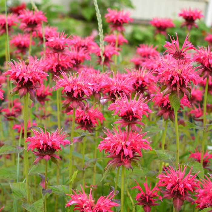 10 Racines Astilbe Vivaces XXL – Mélange 5 Couleurs (Blanc, Rouge, Rose, Violet) – Plantes Rustiques Pays-Bas