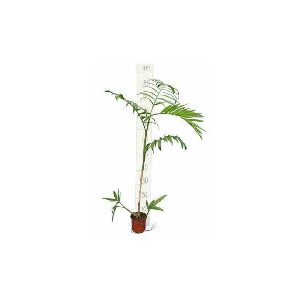 Chamaedorea seifrizii (palmier nain de seifriz) pot de 1 litre - 50/60 cm