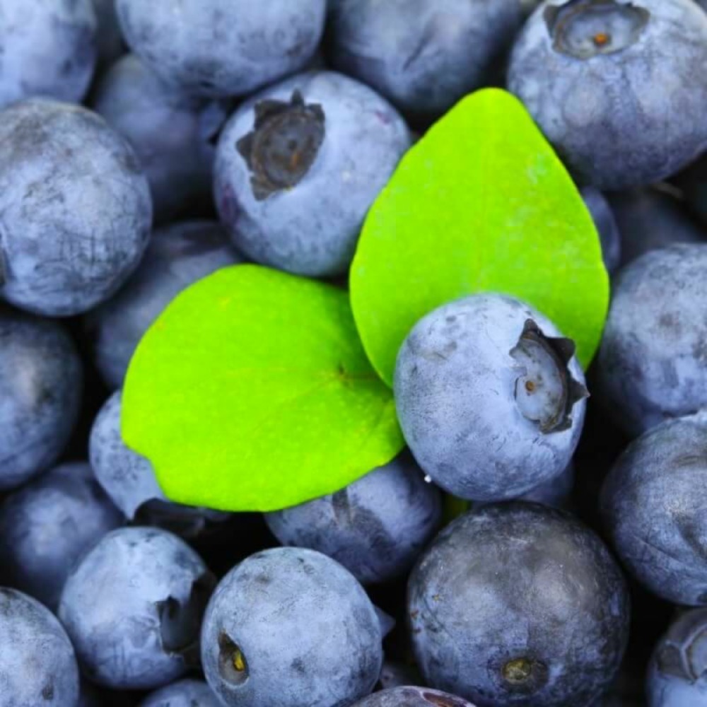 Myrtillier 'berkeley' (vaccinium corymbosum 'berkeley')