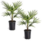 Trachycarpus fortunei - palmier d'asie - set de 2 - pot 15cm - hauteur 35-45cm