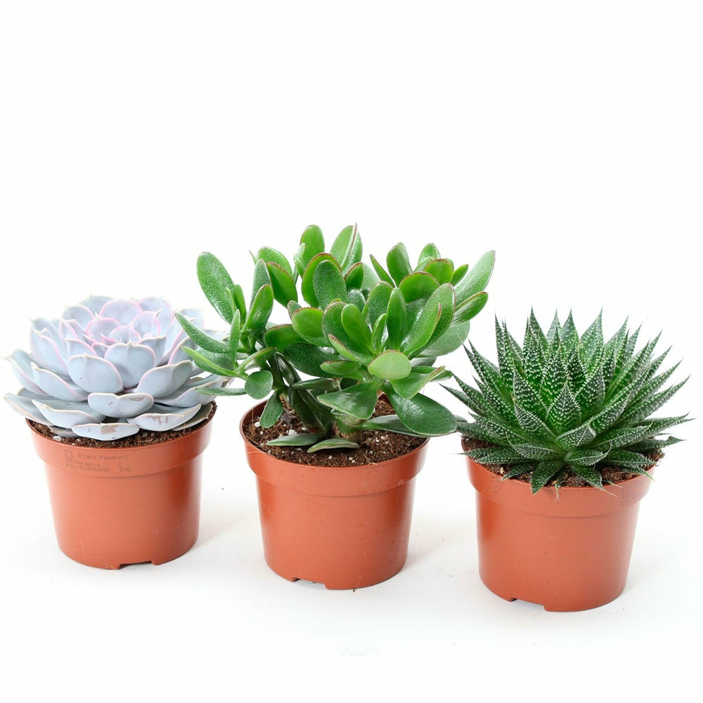 Collection de 3 succulentes - aloé, echeveria, crassula - les 3 pots / ø 12cm