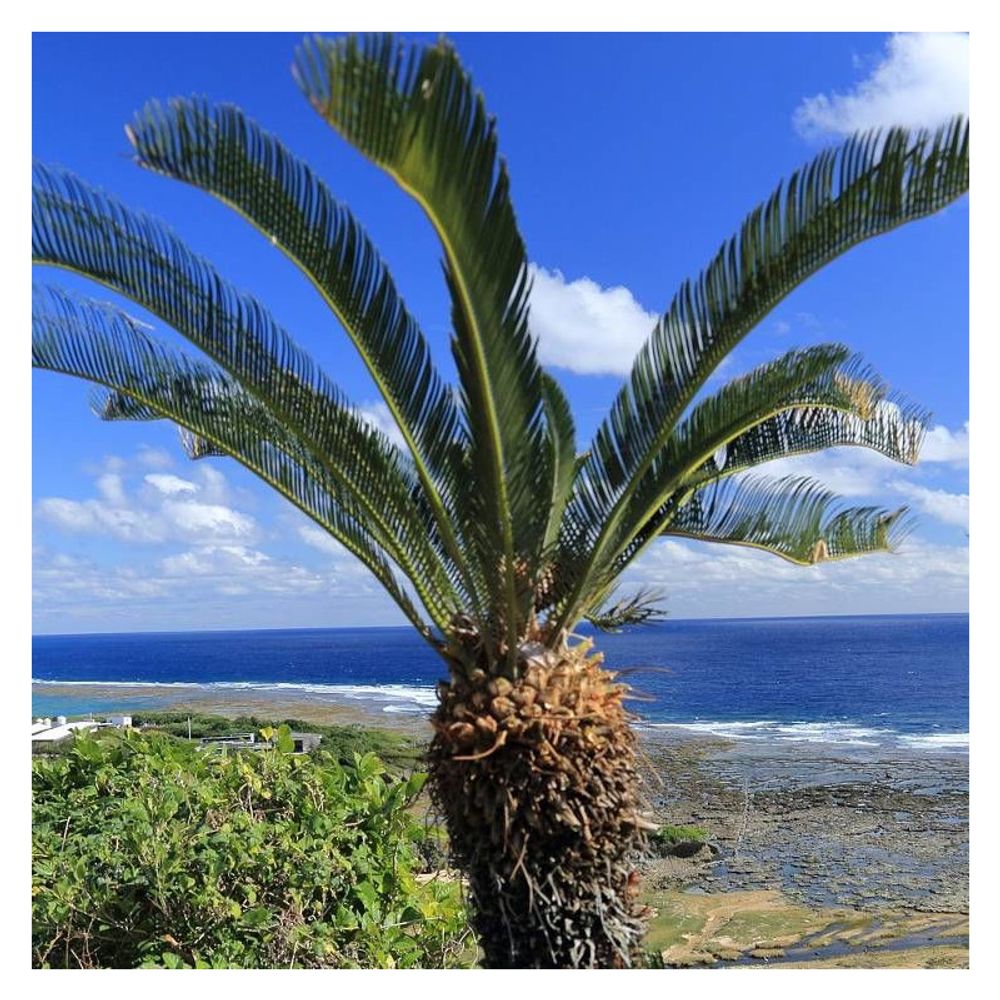 Cycas du japon pot de 15l - 60/80 cm