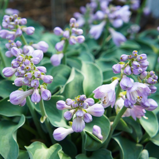 Hosta blue mouse ears - le pot / ø 9cm, vendu par lot de 2